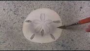Watercolor How to paint a Sand Dollar