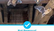 How To Get Rid of Bats in Your Attic - Today's Homeowner
