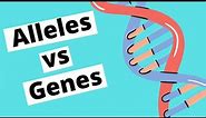 Alleles vs Genes | Genetics |