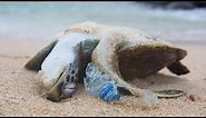 POWERFUL VIDEO: Why We Need to Stop Plastic Pollution in Our Oceans FOR GOOD | Oceana