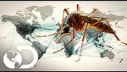 La propagación del virus zika | Mosquito | Discovery Latinoamérica