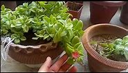 How To Grow Aptenia Cardifolia/ Baby Sun Rose/ Heart Leaf Ice Plant From Cuttings