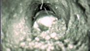 Mole Habitat - live mole digging through tunnel