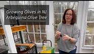 Growing Olives in NJ - The Arbequina Olive Tree