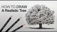 How to Draw a Tree (Realistic)