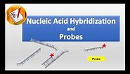 Nucleic Acid Hybridization and Probes