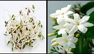 How To Grow Jasmine Plant From Seed Flowers