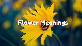 Flower Meanings: The Meaning of Different Type of Flowers