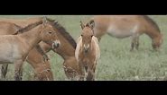 Wild Horse Conservation in Mongolia