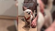 'Grumpy' Chihuahua Has Most Relatable Facial Expression After Being Woke Up