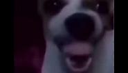 creepy dog laughing