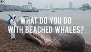 What Do You Do With Beached Whales?