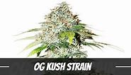 OG Kush Cannabis Strain Information and Review