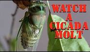 Watch a Cicada Shed Its Skin - Morning (Neotibicen tibicen) cicada