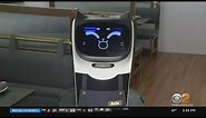 Bellabot robot cat server helping customers at restaurants across NYC