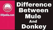 Difference between Mule and Donkey