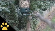 Squirrels Spinning on Bird Feeders: Compilation