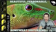 Giant Day Gecko, The Best Pet Lizard?