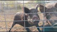 Wild Hogs Trapped In Houston, Texas