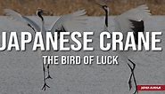 The Japanese Crane, a Powerful Symbol in Japan