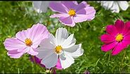 Pink Cosmos Flower Plant (Pink coreopsis)