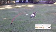 The Best Dog Toy Ever! Tether Tug Outdoor Dog Toy