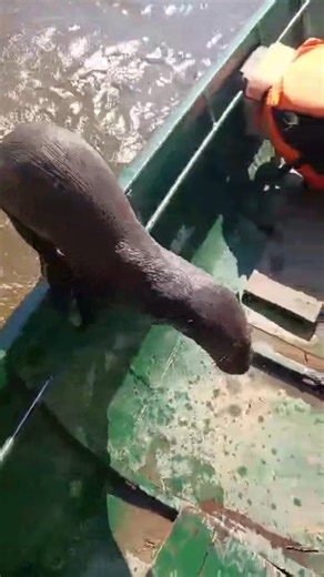 Otto es una nutria gigante _Pteronura brasiliensis_ o Perro de agua como se le conoce localmente en los Llanos. Él fue víctima de tráfico ilegal de especies, capturado y tenido como mascota en muy malas condiciones. Actualmente se encuentra en la segunda etapa de su rehabilitación in situ en dónde día a día interactua con su ambiente natural y aprende a pescar por sí sólo. Es importante resaltar que estos animales no son mascotas, necesitan estar con los suyos, muchos mueren por las pésimas diet