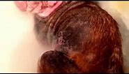 Demodex mite cure for dogs