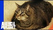 Beau Nugget The Cat Starts His Difficult Weight Loss Journey | My Big Fat Pet Makeover