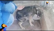 Dog Cries Every Time He's Touched — Until He Meets This Woman | The Dodo