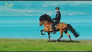 5 gaits of the Icelandic horse