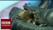 Seeking rare bats in London – BBC London
