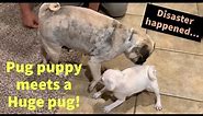 Pug Puppy Meets Big Pug For The First Time And Disaster Happened....