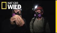 The Bat Cave! | America the Wild