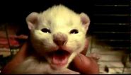 A Rare White Kitten hissing at me - must watch - Cute