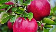 Pink Lady® Apple Tree