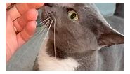 Why cats bite unexpectedly. Audio credit- ask_my_cats #catfacts #cats | purrfectinfluencer