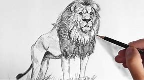 How to Draw a Lion with Pencil Very Easy and Step by Step
