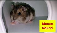 🔴 MOUSE SOUND - Little mouse squeaking - Funniest Baby Mice Compilation