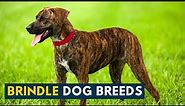 Brindle Dog Breeds: 9 Beautiful Dogs with The Iconic Tiger Striped Coat!