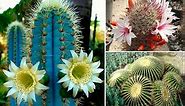 Types of Cactus, their Characteristics and Classification ▷➡️ Postposmo