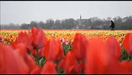 Holland - The Land of Windmills, Tulips and Canals