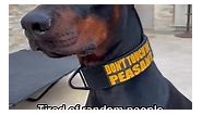 No touchy touchy ☝🏼#sickofit #donttouch #warning #dogs #doberman #viral #reels #funny | Celine Tails