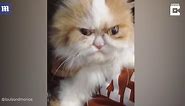 Meet the all-new 'grumpy' cat who just looks permanently angry