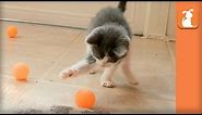Ridiculous Rescue Kittens Love Ping Pong Balls - Kitten Love