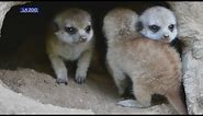 LA Zoo Announces Birth Of 4 Meerkat Pups