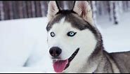 Why Do Huskies Have Blue Eyes?