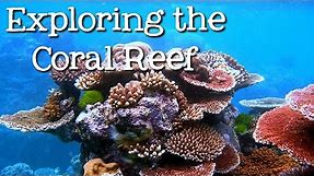 Exploring the Coral Reef: Learn about Oceans for Kids - FreeSchool