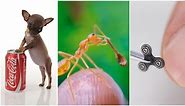 The world's smallest stuff: dogs, fidget spinners, ecosystems and more