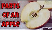 Parts of an Apple Read Aloud | All About Apples